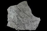 Pennsylvanian Fossil Plant & Bivalve Plate - Kinney Quarry, NM #80515-1